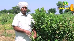 Check spelling or type a new query. 4 Acres 32 Lakhs Taiwan Guava Cultivation Youtube