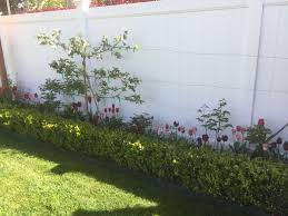 Hat Trick Espalier Apple With Zestar Sweet 16 And Honeycrisp Apples Grafted Onto One Tree Peonies Planted Underneath A Hedging Plants Planting Peonies Plants