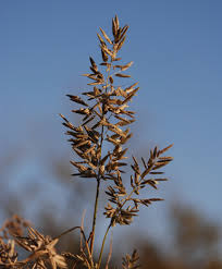 Image result for Eragrostis arenicola