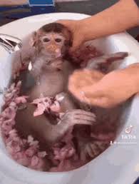 The most reliable way to stream video. Monkey Bath Gifs Tenor