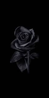 A desktop wallpaper is highly customizable, and you can give yours a personal touch by adding your images (including your photos from a camera) or download beautiful pictures from the internet. Download Black Rose Wallpaper By Abtahialamking 95 Free On Zedge Now Browse Millions Of Cute Black Wallpaper Black Roses Wallpaper Dark Phone Wallpapers