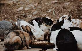 What should pet bunnies eat? Best Rabbit Food Reviews For Your Bunny Outdoor Life