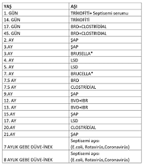 Sigirlarda Asi Programi