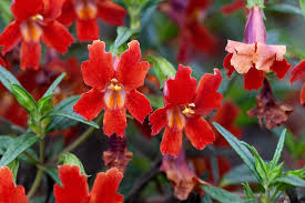 Image result for Mimulopsis