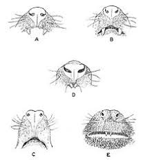 Primates Classifying An Order Module Proceed | Studyx