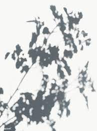 Shadow Of Leaves On A White Wall Free Image By Rawpixel Com Shadow Flower Phone Wallpaper Free Photoshop Resources