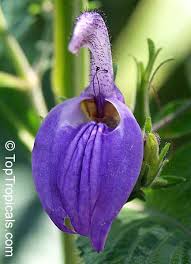 Image result for Brillantaisia cicatricosa