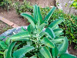 Image result for Bryophyllum