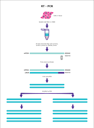 Automated preparation of pcr and qpcr reactions is the single most popular application on the opentrons platform, needed and used by hundreds of biologists worldwide. Rt Pcr Reverse Transcription Pcr Sigma Aldrich