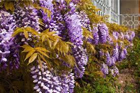 Shop for blue chinese wisteria seeds and start growing your own wisteria vines. Wisteria Tree Types How To Grow And Care For This Vine Florgeous