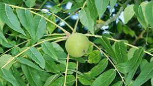It has edible, sweet, oily meat that matures in late summer to fall. Black Walnut Juglans Nigra British Trees Woodland Trust
