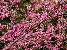 Very showy the showy flowers are, in fact, bracts that subtend a. Dogwood Tree Planting Care Varieties And Facts Hgtv