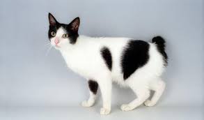 A cat with black fur over the top of the head, white shoulders, and a large black patch on the lower back, near their tail; Three Favorite Bicolor Cats Prettylitter Prettylitter