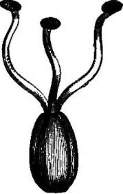 Image result for Aneulophus