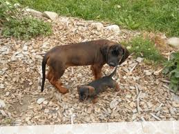 Image result for bavorský barvář