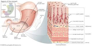 Image result for human stomach