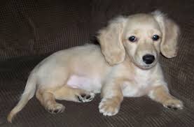 Breeder Mini Dachshund Puppy Orlando Florida Akc Doxie Puppy Home