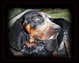 Bluetick coonhound puppy for sale in johnstown, oh, usa. Bluestone Blueticks Bluetick Coonhound Breeder Pipestem West Virginia