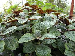 A close relative of plectranthus, plectranthus ecklonii (blue spur flower), is widely grown in nz, but is rarely found growing wild. Plectranthus Ciliatus Online Mail Order Plant Nursery