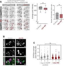 A dungeon master and player guide to dungeons & dragons 5e. Condensin I Subunit Cap G Is Essential For Proper Gene Expression During The Maturation Of Post Mitotic Neurons Elife