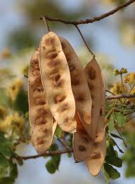 Image result for Albizia lebbeck