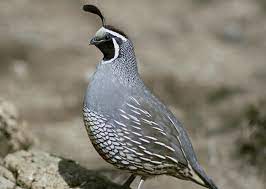 The Ultimate Guide To Raising Quail The Happy Chicken Coop