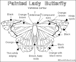 Glue coffee filter wings to the back of the butterfly body. Pin On Homeschool Preschool Kindergarten
