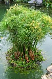 Image result for Cyperus costatus
