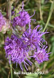 Image result for Nesaea aspera