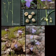 Image result for Commelinaceae