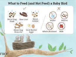What To Feed A Baby Bird For The Best Nutrition