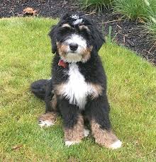 This hybrid blends the clever goofiness of the poodle with the placid loyalty of the bernese. Bernedoodle Breeder Top Bernedoodle Breeders Missouri
