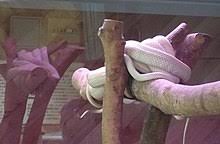 Because of her mother's plan to sacrifice lou, so she would be able to perform a spell that would end the human royal lineage. Legende Du Serpent Blanc Wikipedia