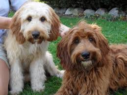 Contact the premier wisconsin labradoodle breeder today to find out about our available australian labradoodle puppies. Pin By Ashlyn Hancock On Dogs I Want Otterhound Dogs Irish Doodle