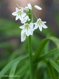 Image result for Trianthema triquetrum