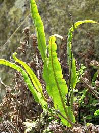 Image result for Oleandra distenta