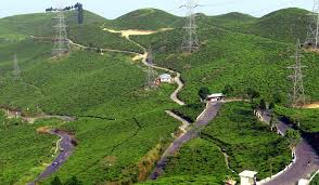 Image result for tea garden palampur images