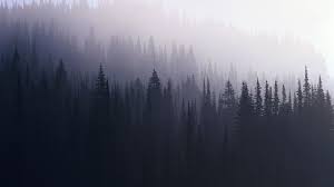 Find the best aesthetic wallpapers on getwallpapers. Tumblr Forest Desktop Wallpapers Top Free Tumblr Forest Desktop Backgrounds Wallpaperaccess