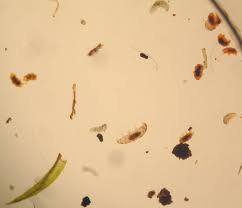 Find optical microscope manufacturers, optical microscope suppliers & wholesalers of optical microscope from china, hong kong, usa & optical microscope products from india at. The Water Bear Web Base Monthly Internet Magazine