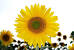 High Resolution Sunflower Hd