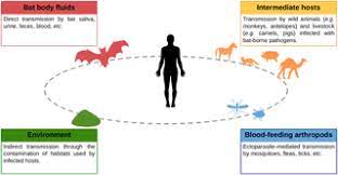 Marv was first identified in 1967 during simultaneous outbreaks in although a few cases were detected among family members, secondary transmission appeared to be rare. Bat Pathogens Hit The Road But Which One