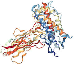 Growth hormone (gh) or somatotropin, also known as human growth hormones (hgh or hgh) in its human form, is a peptide hormone that stimulates growth, cell reproduction. Growth Hormone Receptor Protein Overview Sequence Structure Function And Protein Interaction Sino Biological