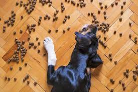 Your dog and cat might not know what mold is, but their symptoms and sicknesses can be caused by a source of mold located in the home where they make a list of all the places your dog or cat spends their day playing, wandering, exploring, sleeping, and eating indoors. Mold Poisoning In Dogs 15 Symptoms To Be Aware Of