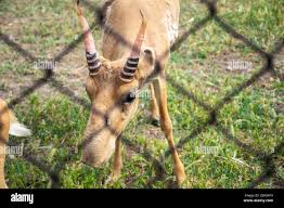 Image result for Beige Antelope 1983 Fleet