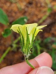 Image result for Hibiscus sidiformis