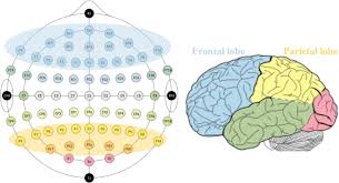 Image result for Parietal Lobe