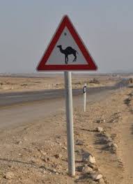 Camel illnesses can be difficult to diagnose, but there are several symptoms that require immediate assistance from a vet primarily, to keep flies away. Camels