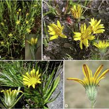 Image result for Hirpicium bechuanense