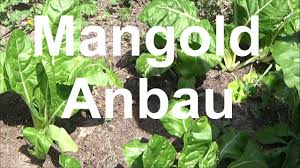 Maybe you would like to learn more about one of these? Mangold Anbauen Pflegen Mangold Ernten Mangold Selber Anbauen Mangold Anbau Aussaat Aussaen Youtube