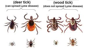 Pin On Did You Know